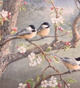 Chickadee Morning